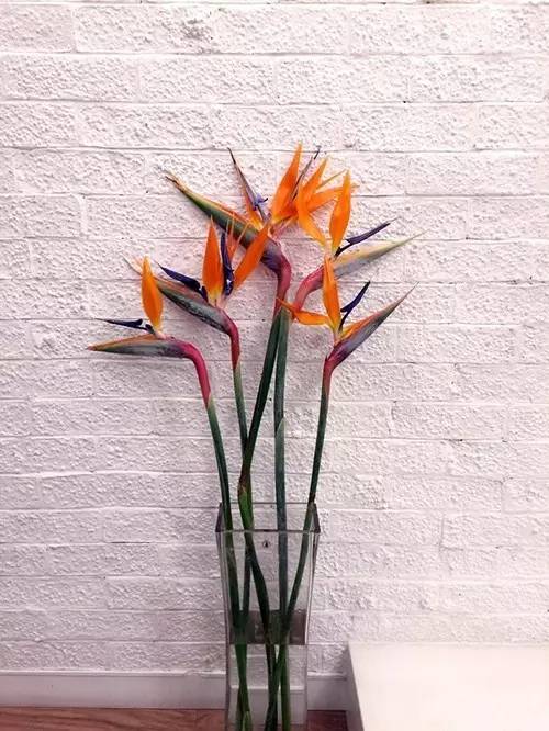 家有萌宠专治各种动物,家有萌宠专治什么病