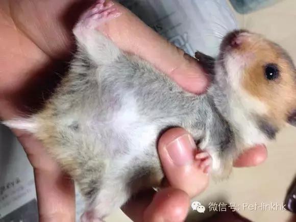 怎么察觉仓鼠怀孕了呢,你怎么知道仓鼠怀孕没