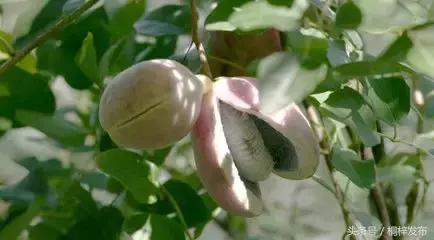 桐梓九坝红豆杉树,桐梓九坝红豆杉