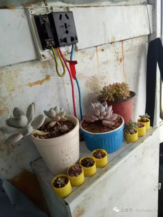 爱上多肉爱上生活,爱上多肉深似海