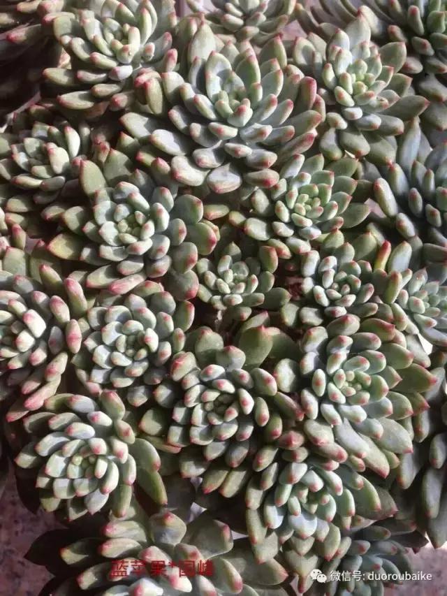 爱上多肉爱上生活,爱上多肉深似海