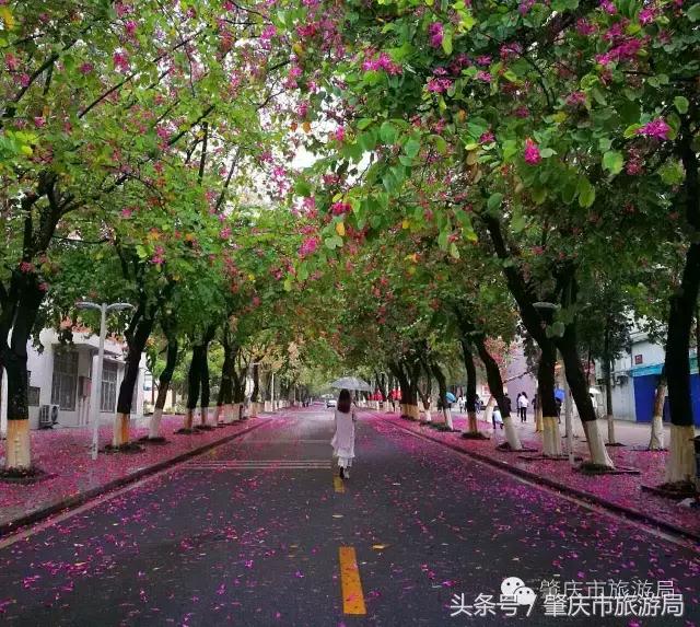 肇庆最好的学院有哪几个,肇庆市最美学校