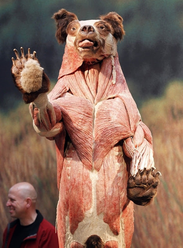 颇具争议、给人强烈视觉冲突的塑化动物