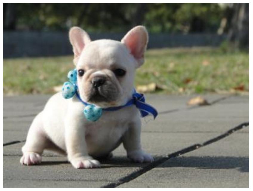 你的星座和生肖配对,你的星座和你的属相是什么