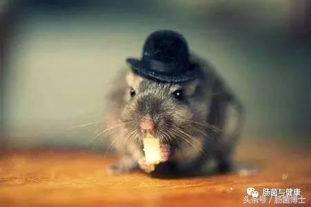 同样是双歧杆菌，你咋就可以减脂呢？