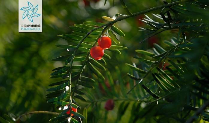 脱毒红豆杉,红豆杉解毒