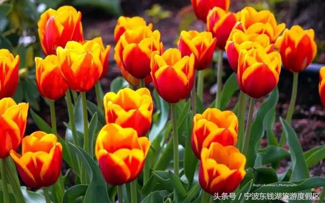 花讯播报泡汤赏花SPA住客房，只在南苑花博园！