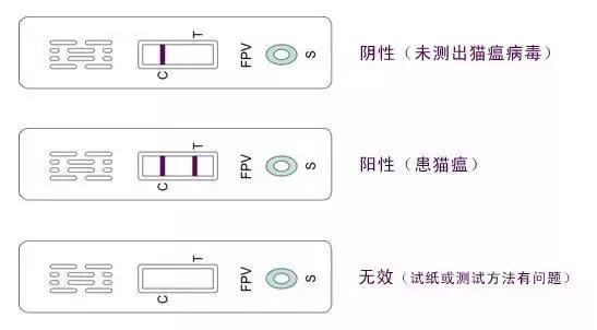 针对幼猫，为何猫瘟是头号杀手？宠物医生详解猫瘟的防与治