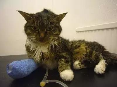 针对幼猫，为何猫瘟是头号杀手？宠物医生详解猫瘟的防与治