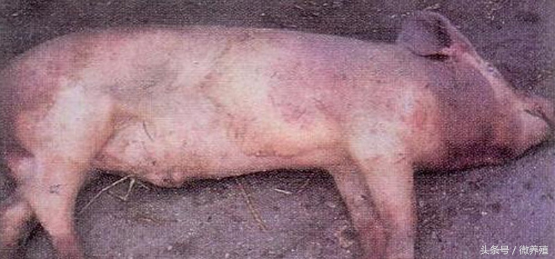 育肥猪身上发紫怎么治疗最好,育肥猪皮肤发红怎么回事怎么治疗