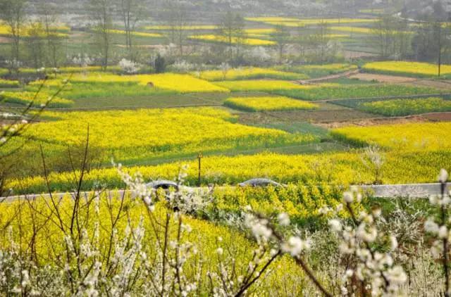 成都春季爬山踏青赏花一日游,成都周边踏青二日游自驾游