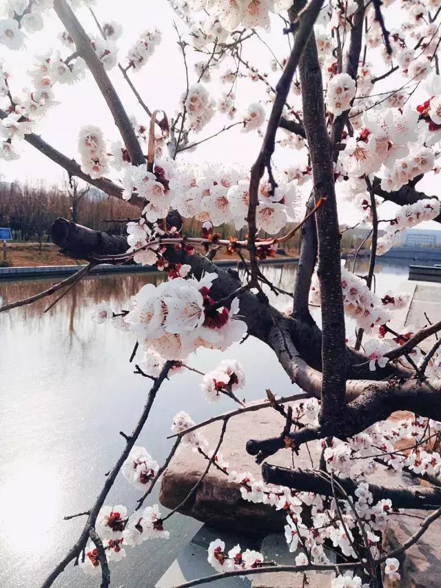 河科大考研为什么没有初试排名,河科大机械考研复试线