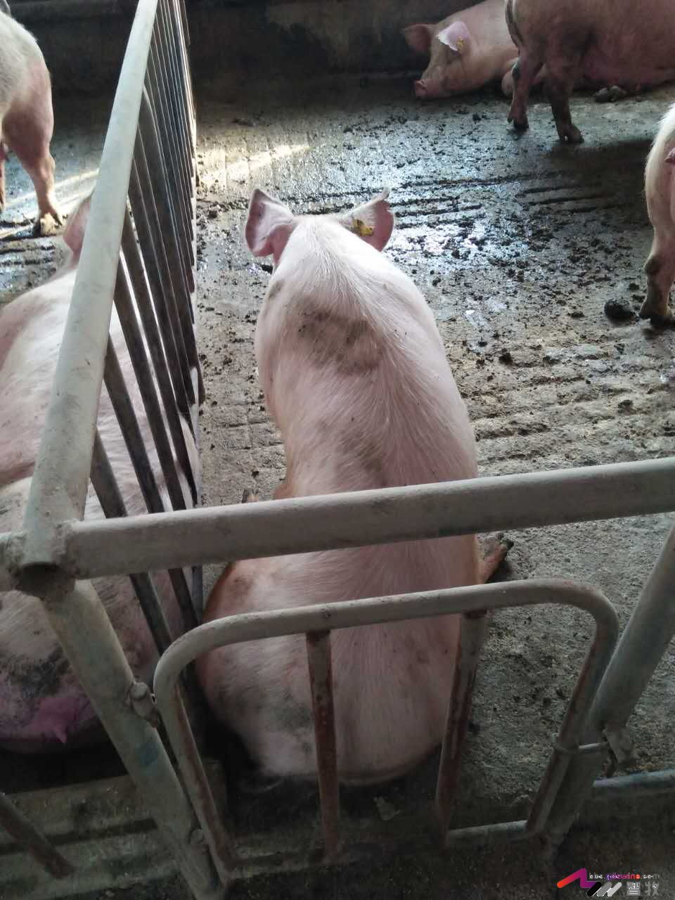 母猪犬坐的原因分析，多图-樊福好健康管理论坛-聊天全记录