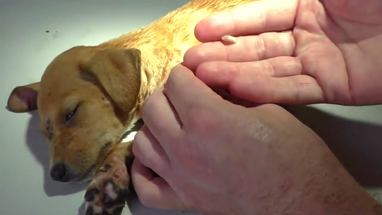 春天带狗狗春游,春天带宠物去草坪玩