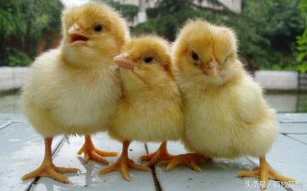 养殖人养鸡,养殖业中养鸡是如何养的