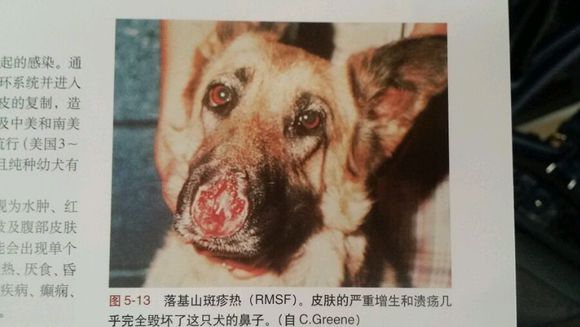 宠物驱虫小知识教案,宠物狗蜱虫长在什么地方