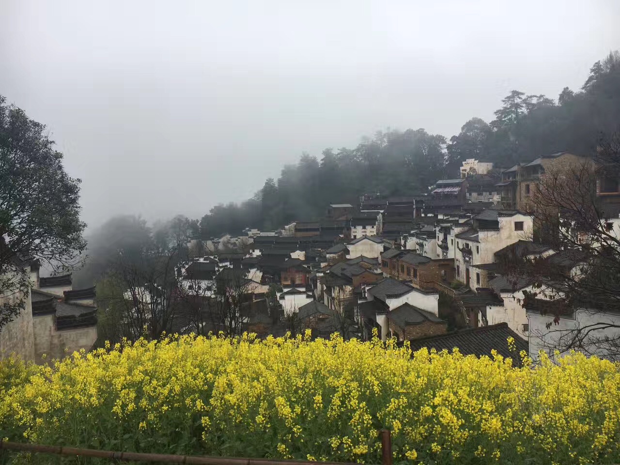 不用去杨幂的狐狸洞看桃花啦，有一个地方的油菜花比那还美