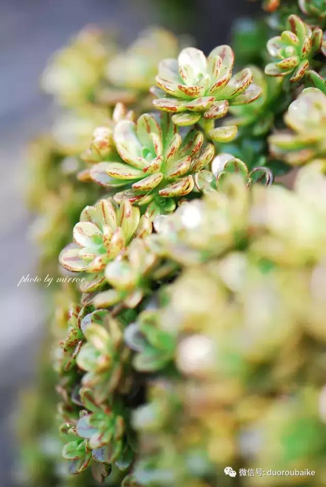 认不出的多肉植物名字大全,多肉植物100个名字