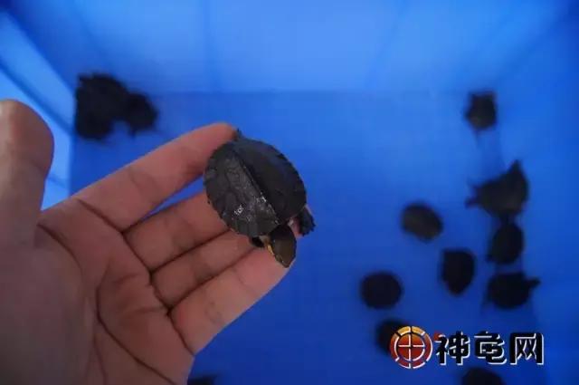 南石龟为什么建议养,为什么人家推荐养龟就养南石龟