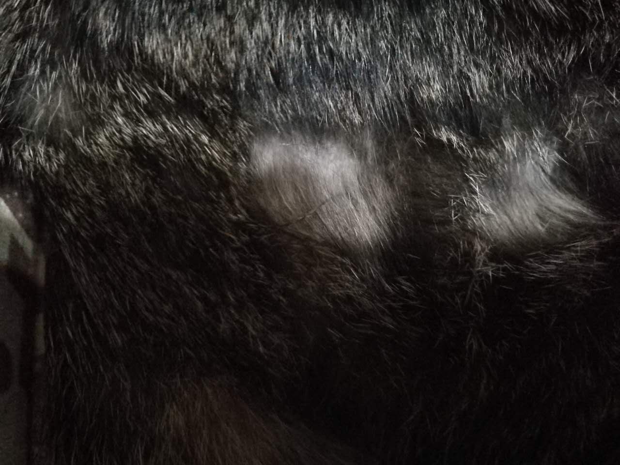 猫癣传染给人怎么治疗好得快,猫癣传染人好治吗