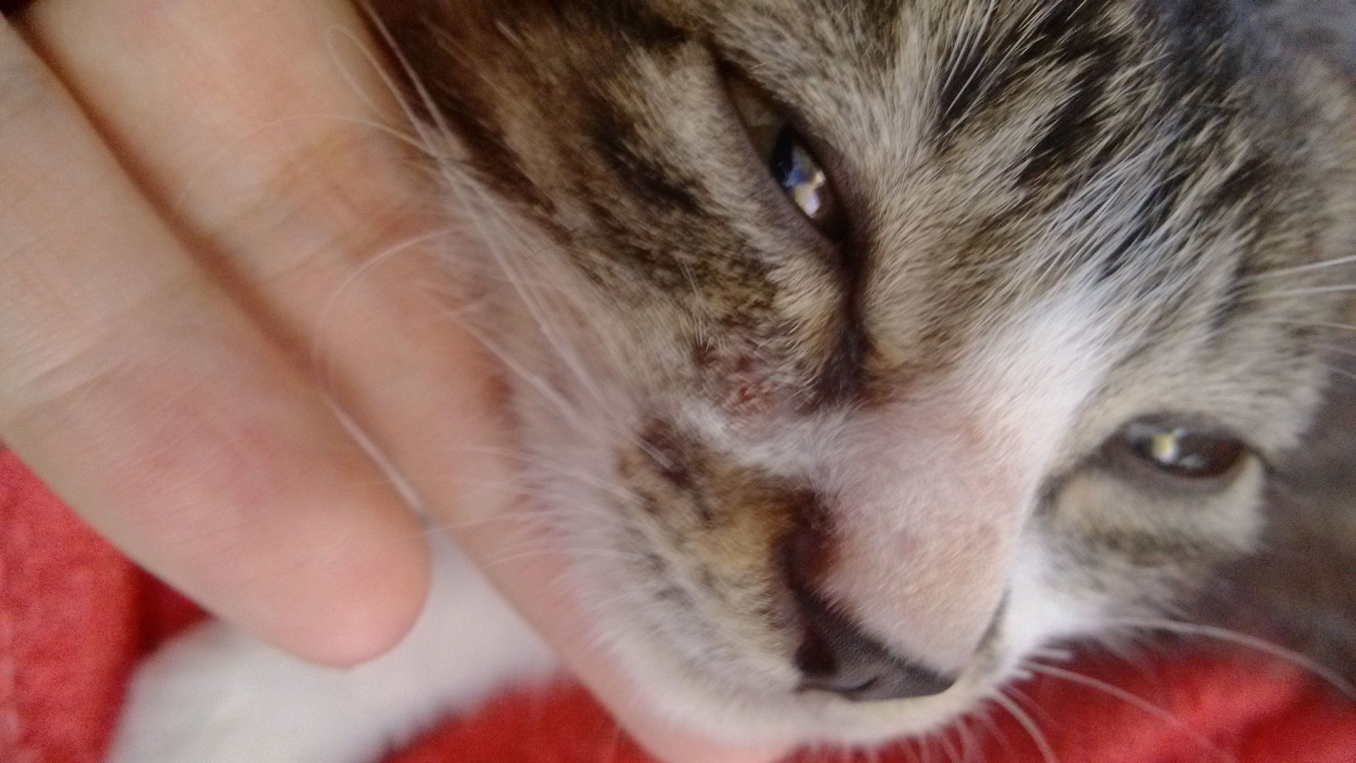 猫癣传染给人怎么治疗好得快,猫癣传染人好治吗