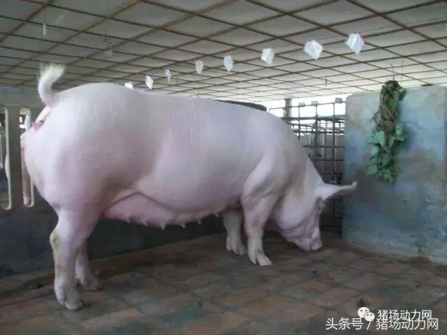 急性腹泻的特效药方,流行性腹泻实战方案大汇集