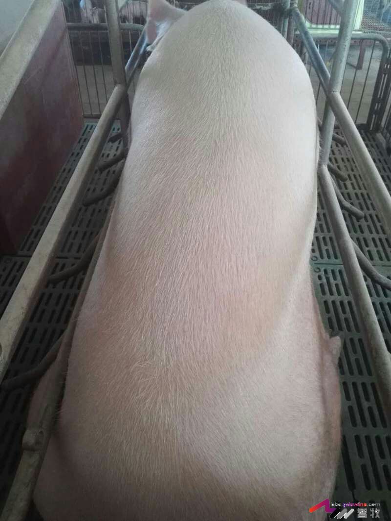 母猪犬坐的原因分析，多图-樊福好健康管理论坛-聊天全记录