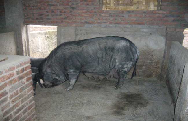 母猪裂蹄特效药,母猪裂蹄病怎么治