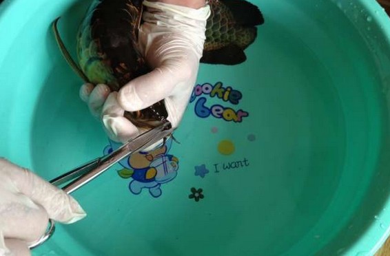 龙鱼腹鳍恢复过程,龙鱼拔鳞手术需要关注什么