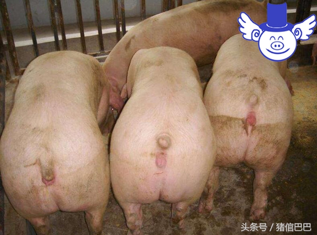 母猪产仔猪仔不上产道怎么解决,母猪怀不上孕用什么药