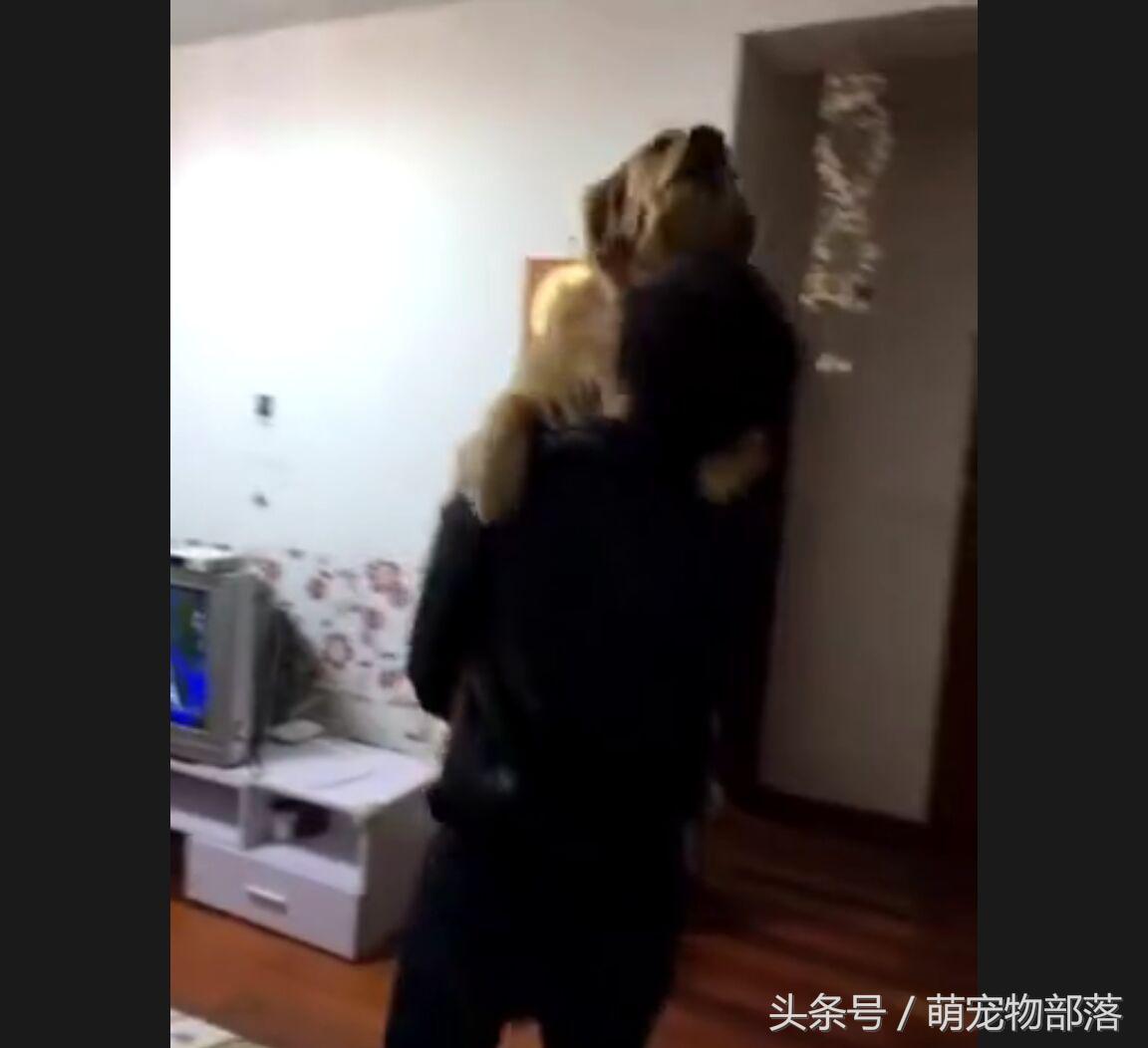 主人回来家里是大金毛瞬间变成柔弱小狗，这可让真正小狗气坏了