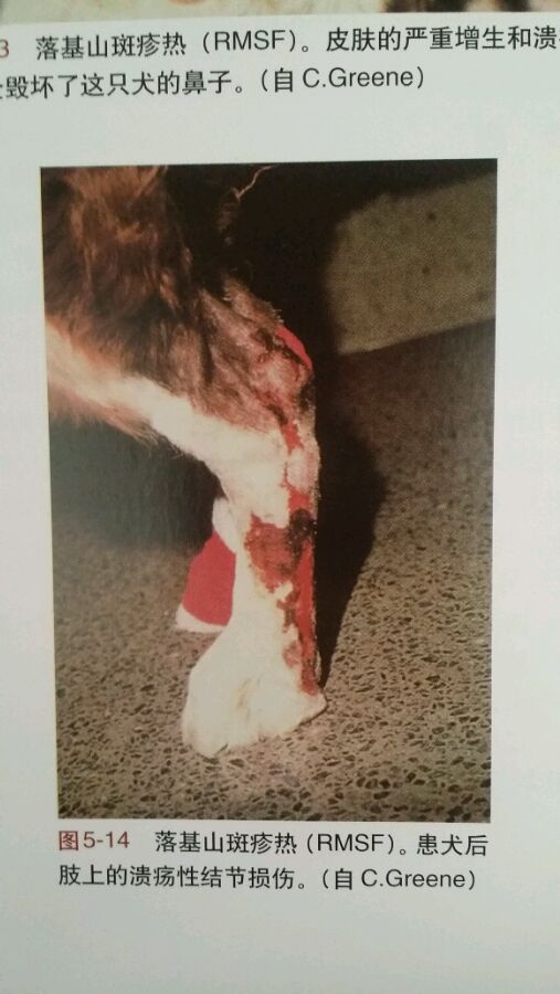 宠物驱虫小知识教案,宠物狗蜱虫长在什么地方