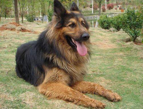 20天的德国牧羊犬拉稀怎样治,德国牧羊犬幼犬闹肚子怎么办