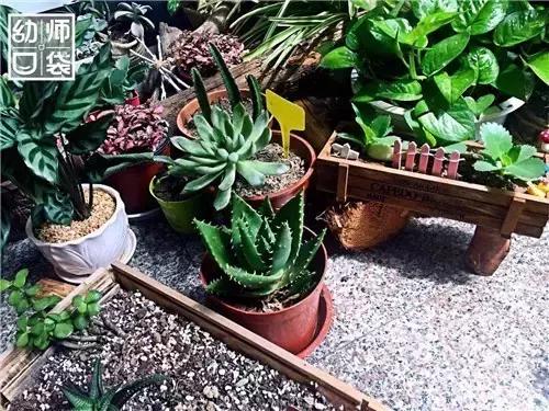 幼儿园如何打造自然区角的环境,复古自然角幼儿园