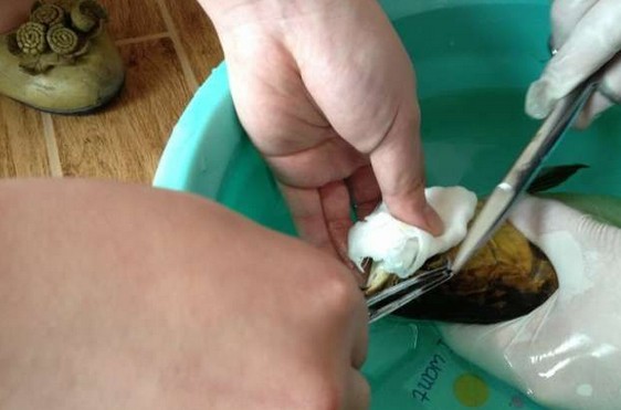 龙鱼腹鳍恢复过程,龙鱼拔鳞手术需要关注什么