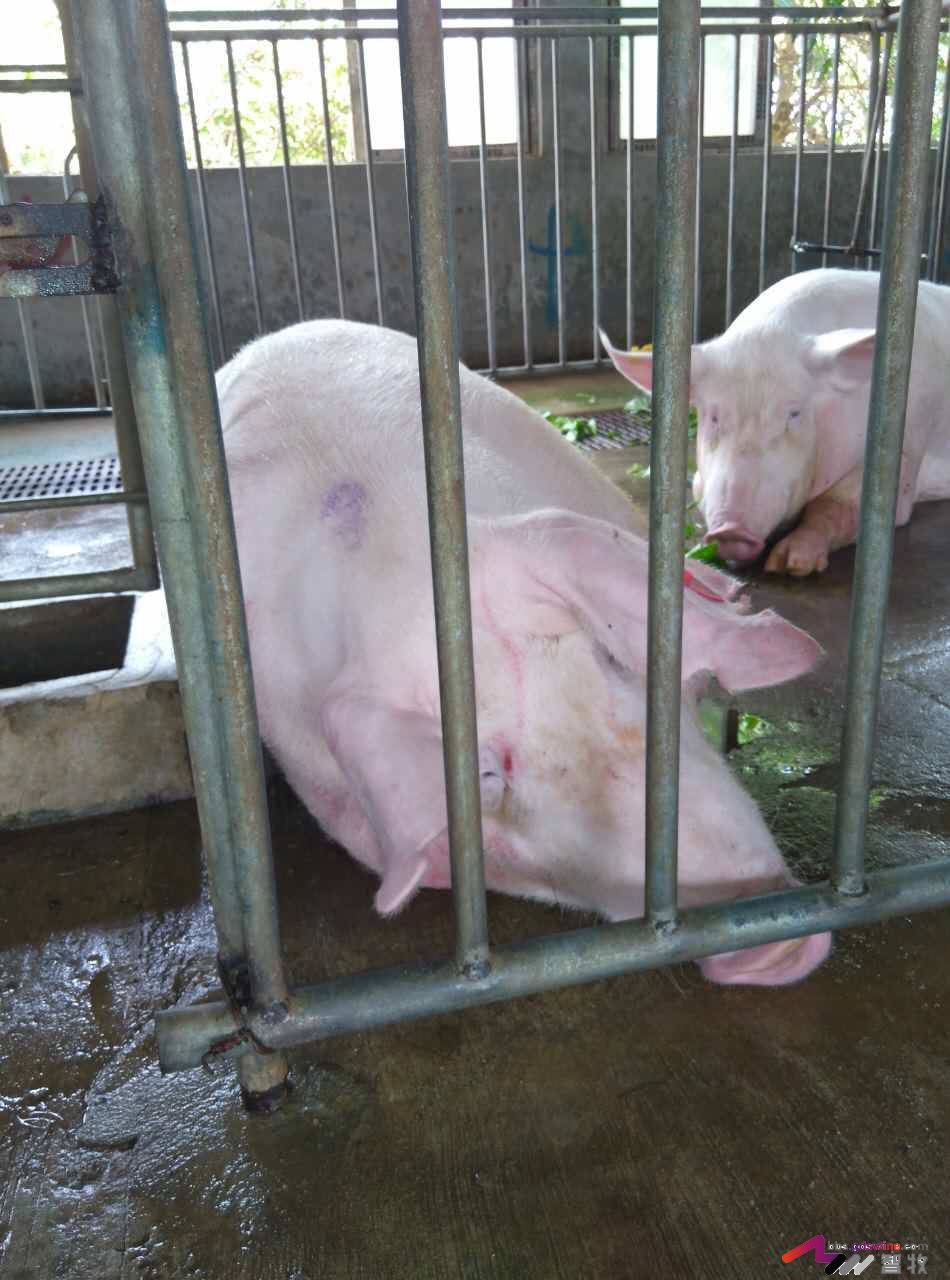 母猪犬坐的原因分析，多图-樊福好健康管理论坛-聊天全记录