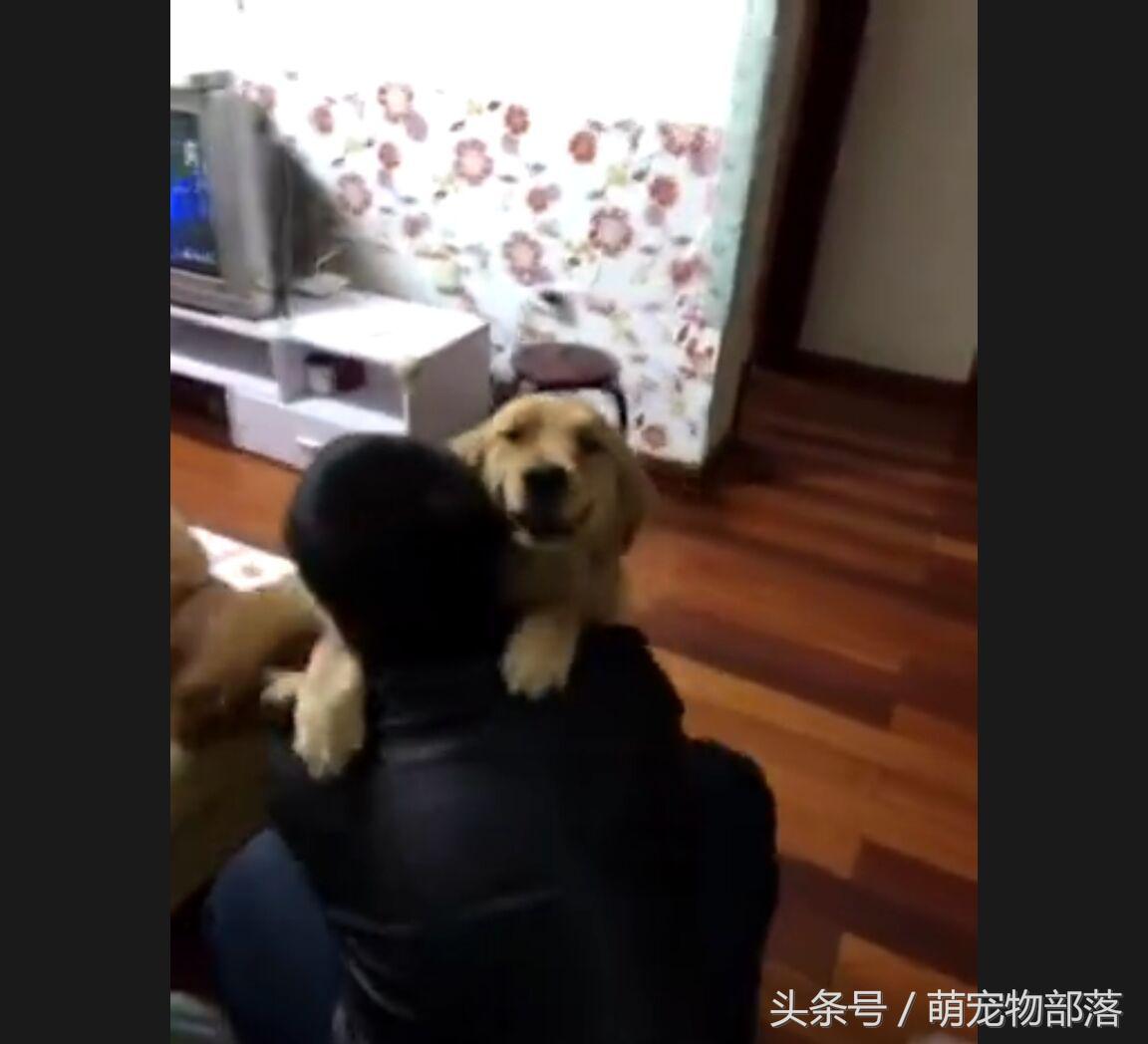 主人回来家里是大金毛瞬间变成柔弱小狗，这可让真正小狗气坏了