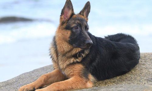 20天的德国牧羊犬拉稀怎样治,德国牧羊犬幼犬闹肚子怎么办