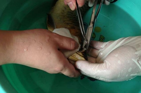龙鱼腹鳍恢复过程,龙鱼拔鳞手术需要关注什么