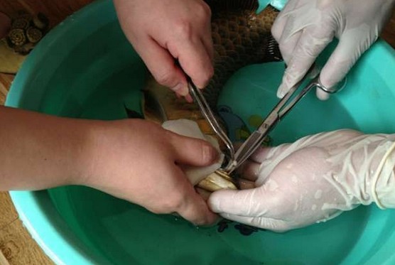 龙鱼腹鳍恢复过程,龙鱼拔鳞手术需要关注什么