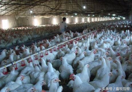 养殖人养鸡,养殖业中养鸡是如何养的