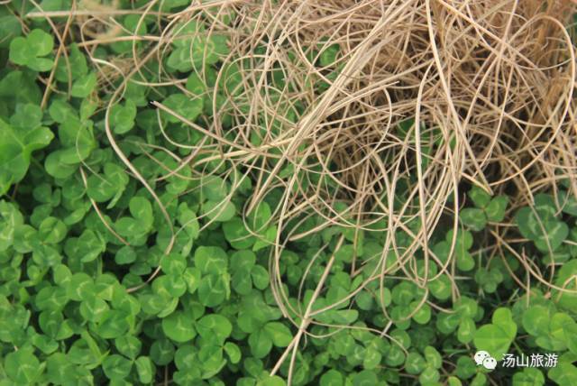 李家村一座水上桃源，与你约会这个春天