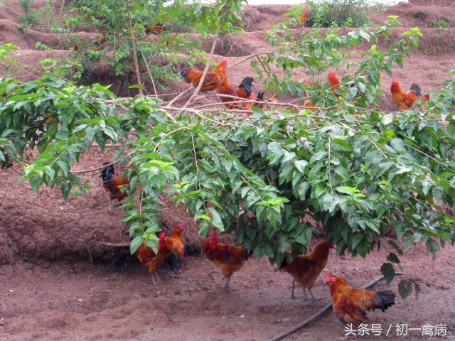 养鸡创业能挣钱吗,养鸡赚钱吗有前景吗