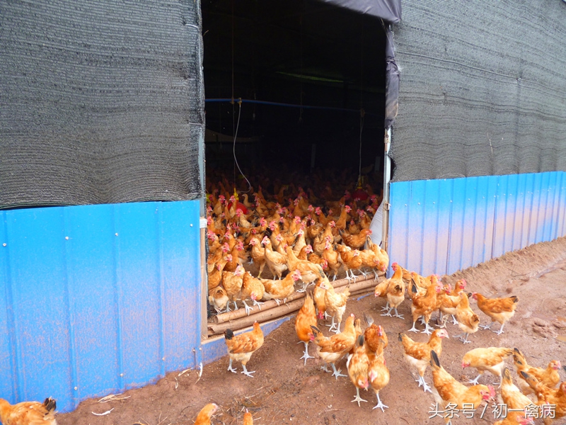 养鸡创业能挣钱吗,养鸡赚钱吗有前景吗