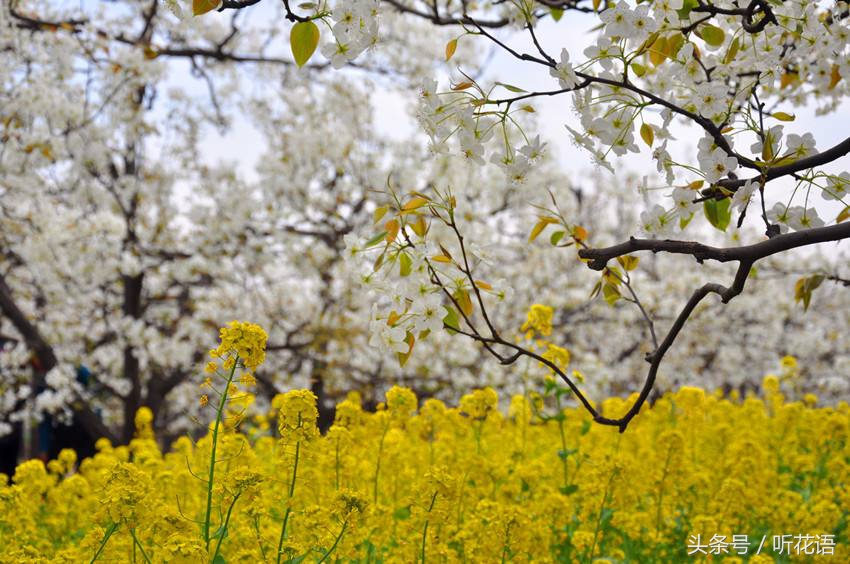 春天除了赏花还有什么景点,油菜花樱花去哪看