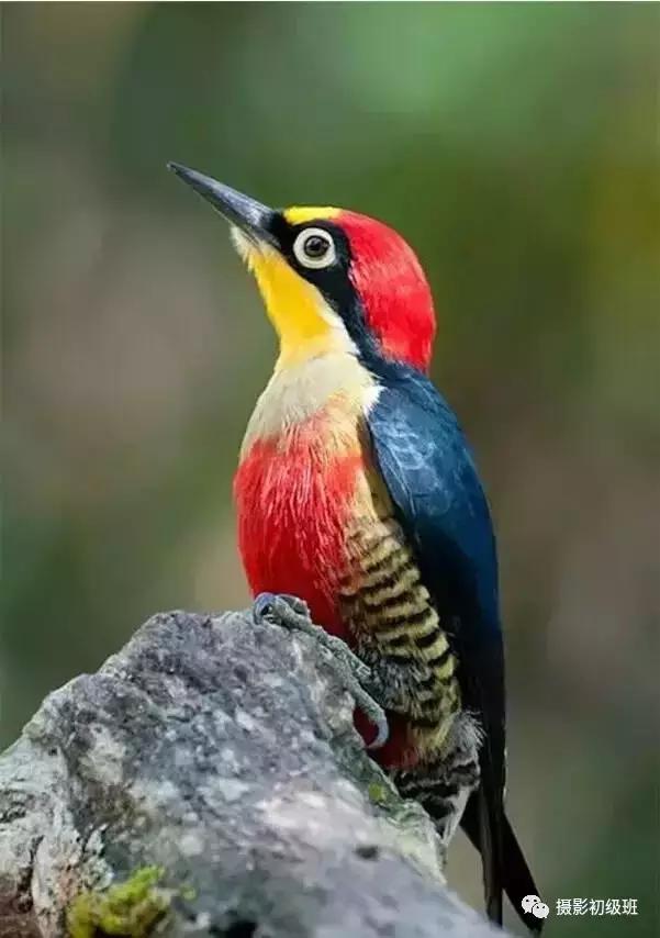 鸟类百科大全视频,鸟类大全包括孔雀吗