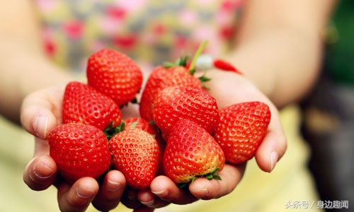 吃草莓的时节哪些草莓不能吃,四季草莓好吃还是奶油草莓好吃
