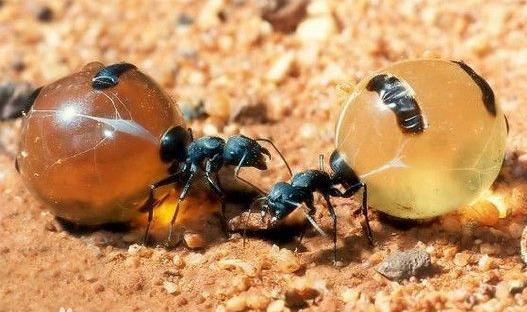 大型蚁类虫子带翅膀,全异巨首蚁各种种类蚂蚁体型