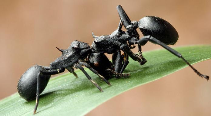 大型蚁类虫子带翅膀,全异巨首蚁各种种类蚂蚁体型