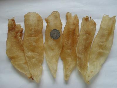 哪些鱼鳔可以制成鱼胶,加工鱼鳔